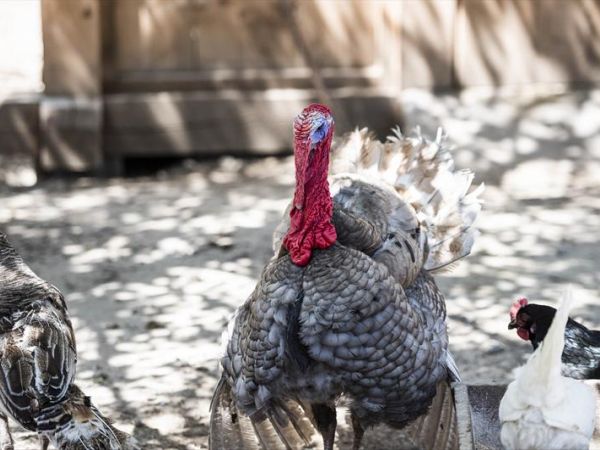 Romantik Hotel Stafler - foto 48262.jpg