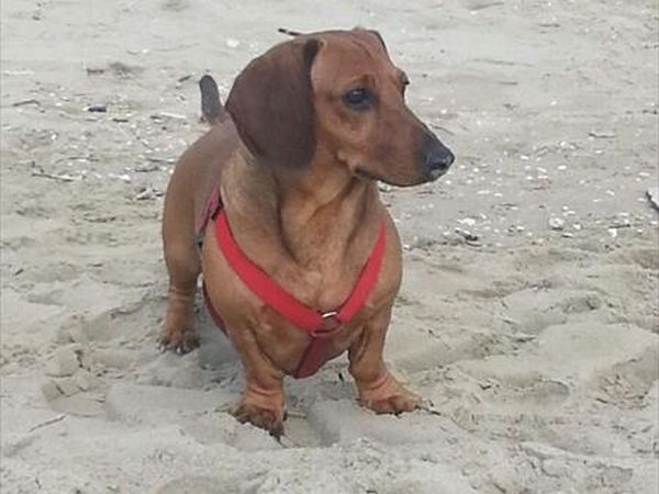 Residence Hotel Alba Palace - foto 48301.jpg