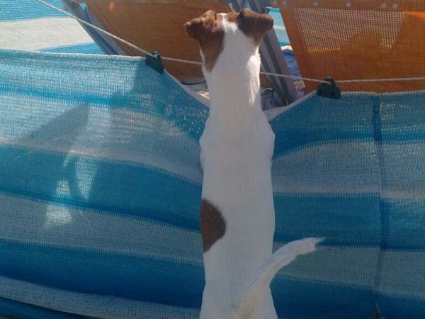 Dog Beach Corallo 45 - foto 48676.jpg