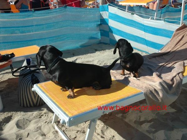 Dog Beach Corallo 45 - foto 48678.jpg