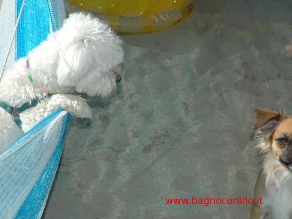 Dog Beach Corallo 45 - foto 48679.jpg