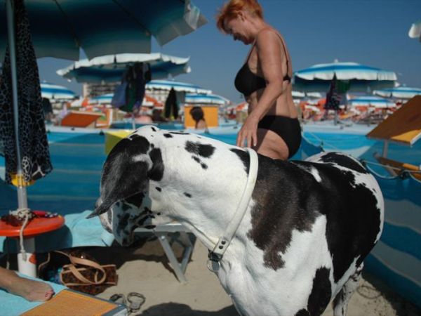 Dog Beach Corallo 45 - foto 48680.jpg