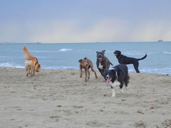 Single Fin Tuscany - foto 48701.jpg