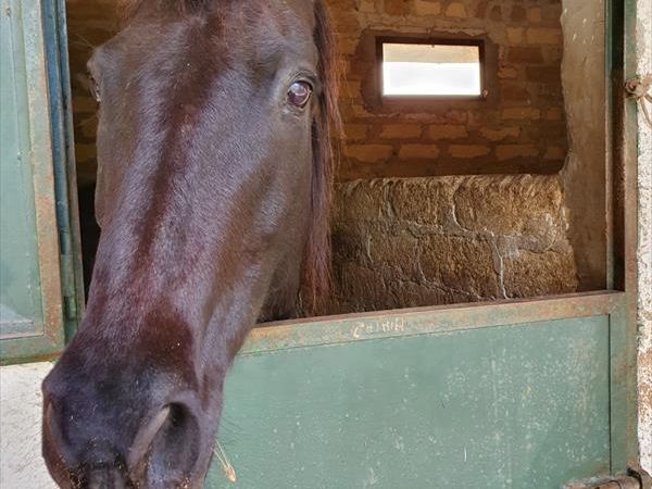 Agriturismo Pantalica Ranch - foto 49062.jpg