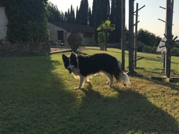 Fattoria La Loggia - foto 49274.jpg