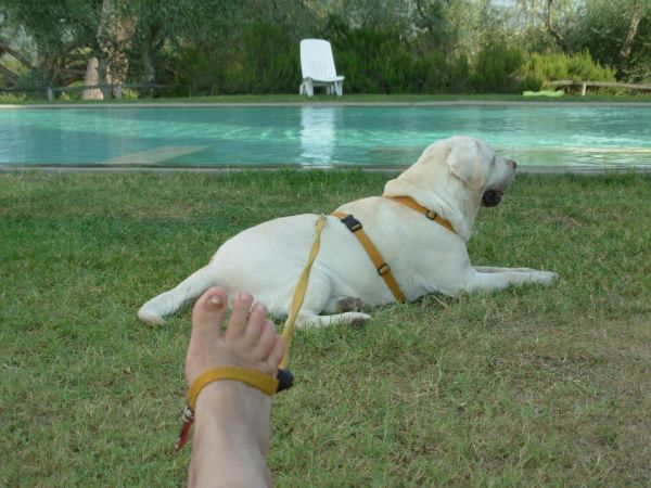 Fattoria La Loggia - foto 49278.jpg