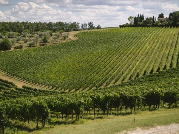 Fattoria La Loggia - foto 49284.jpg