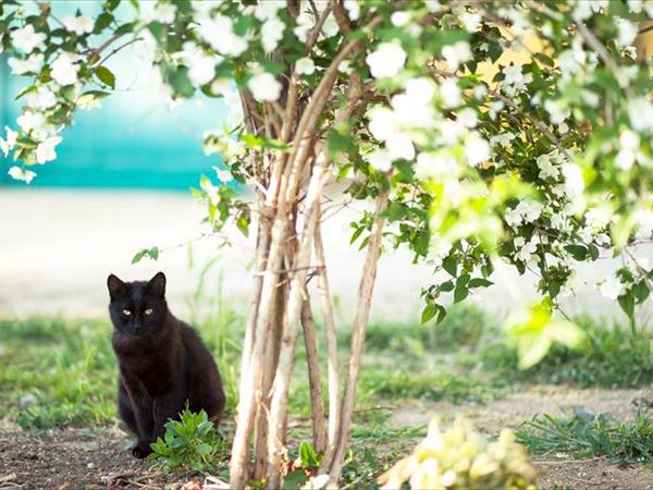 Poggiolivi Country House - foto 49854.jpg