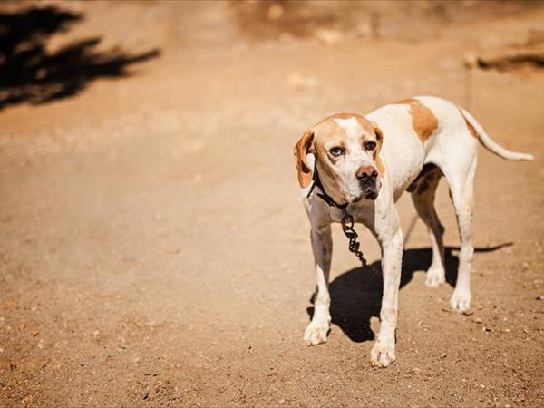 Poggiolivi Country House - foto 49864.jpg