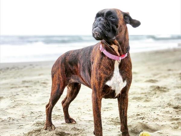 Single Fin Tuscany - foto 50266.jpg