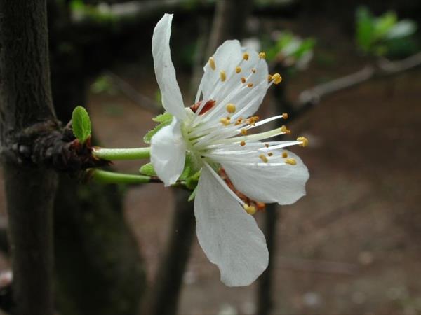 Villa i Tigli - foto 50412.jpg