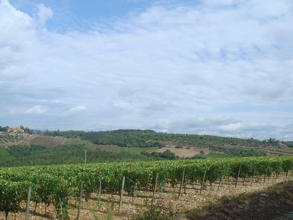 Agriturismo Castello della Paneretta - foto 797.jpg