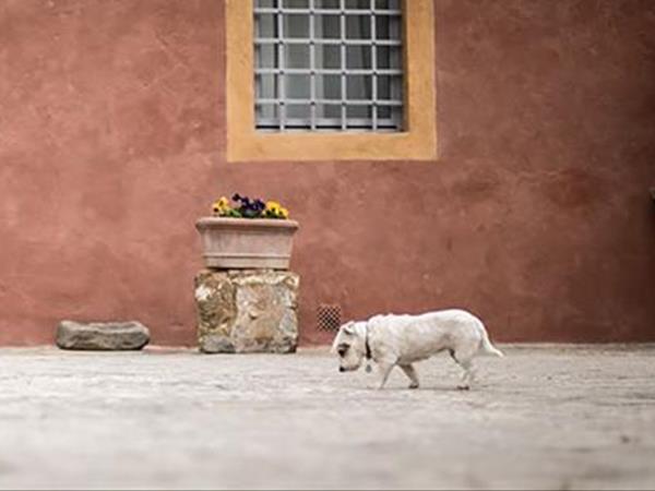 Agriturismo Salvadonica - Borgo del Chianti - foto 51017.jpg