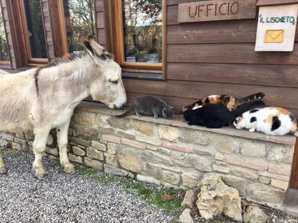 Fattoria Lischeto - foto 51222.jpg