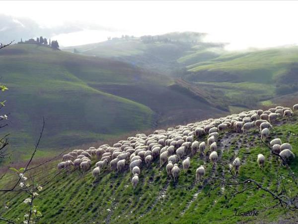 Fattoria Lischeto - foto 51231.jpg