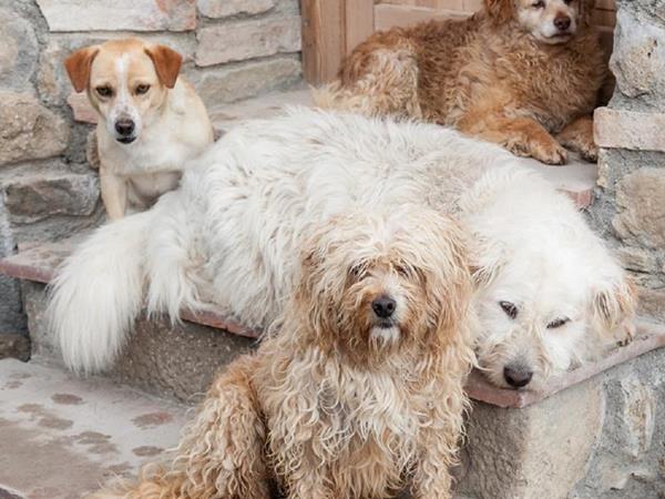 Fattoria Lischeto - foto 51241.jpg