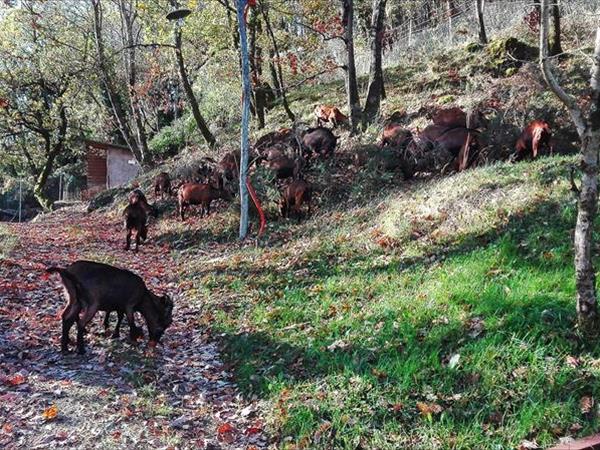 Agriturismo Pane e Olio - foto 51325.jpg