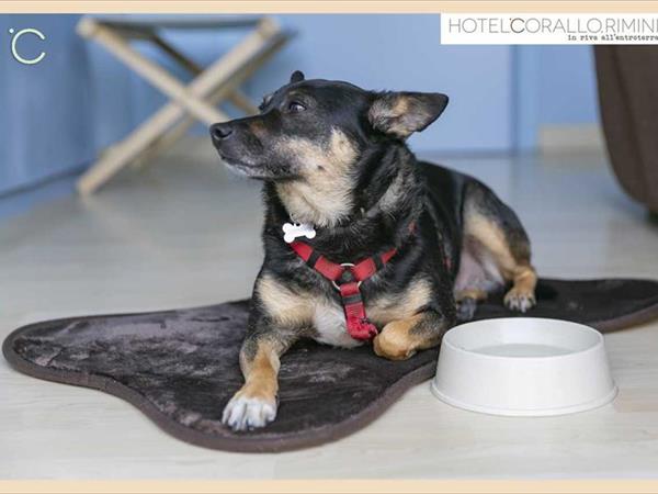 Hotel Corallo Rimini - foto 51378.jpg