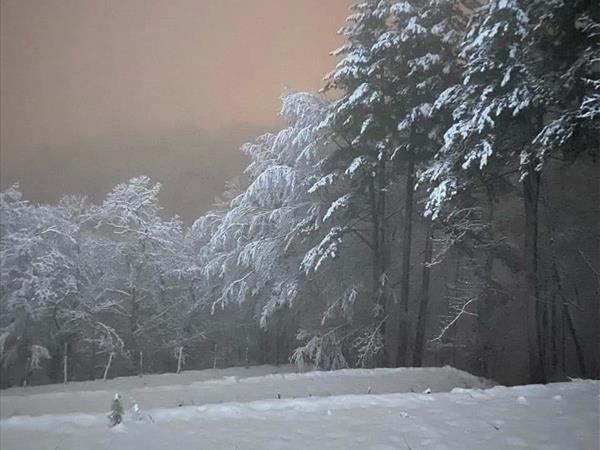 Villino nel Bosco - foto 51638.jpg