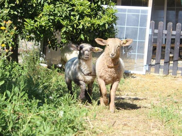 Le Raganelle - foto 51913.jpg