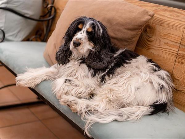 Hotel Negritella - foto 52364.jpg