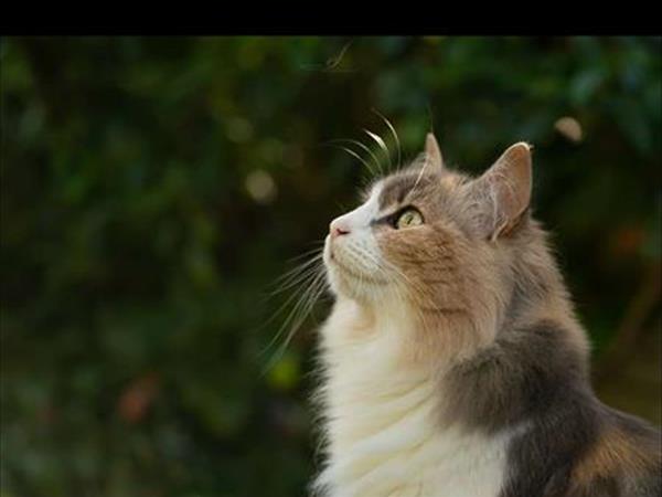 Agriturismo Pedrosola - foto 52585.jpg