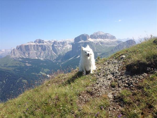 Hotel Lupo Bianco Wellness & Walking - foto 53018.jpg