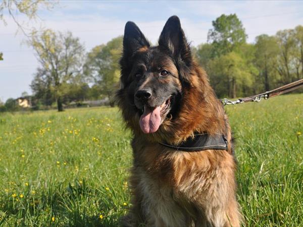 Rifugio Trifoglio - foto 53157.jpg