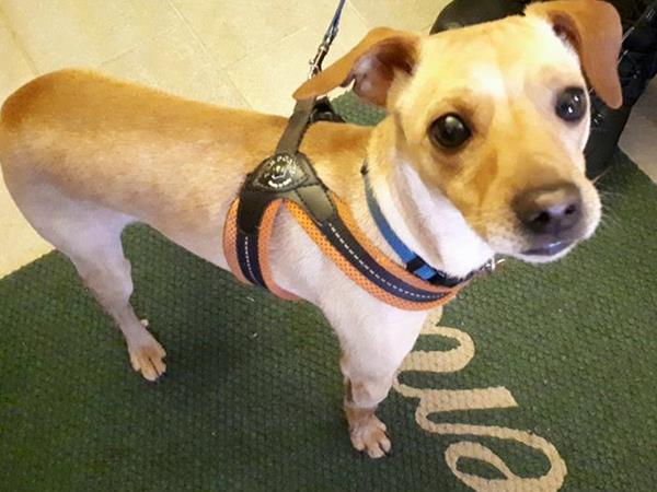 Residence Le Petit Coeur - foto 53206.jpg