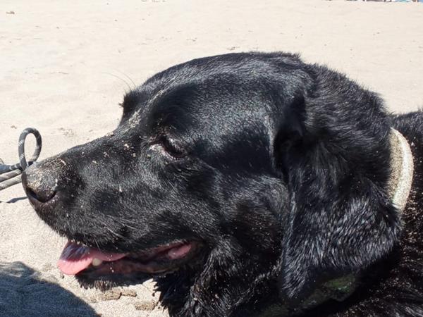 Campeggio Principina - foto 53612.jpg