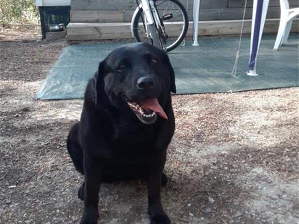 Campeggio Principina - foto 53728.jpg