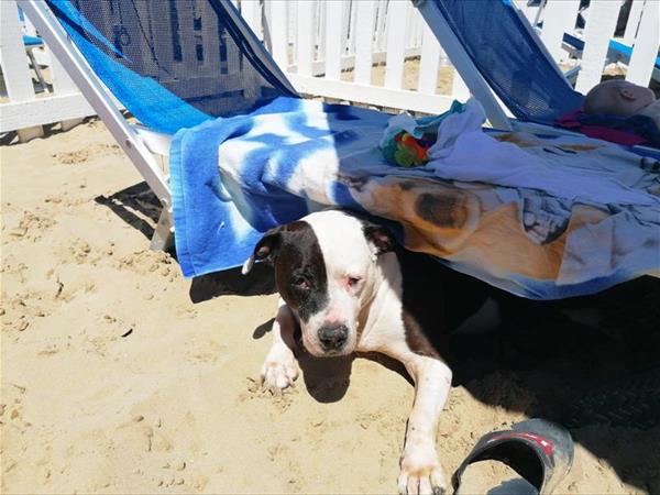 Bagno 85b Gibo  - foto 53774.jpg