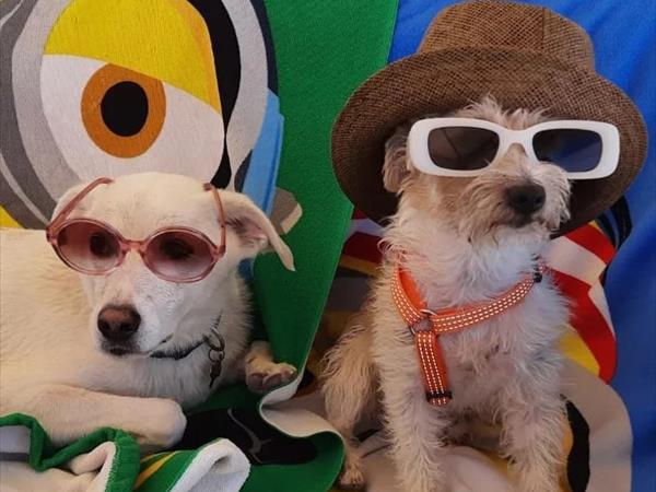 Pet Family Camping Cortina - foto 53830.jpg