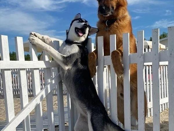 Pet Family Camping Cortina - foto 53885.jpg