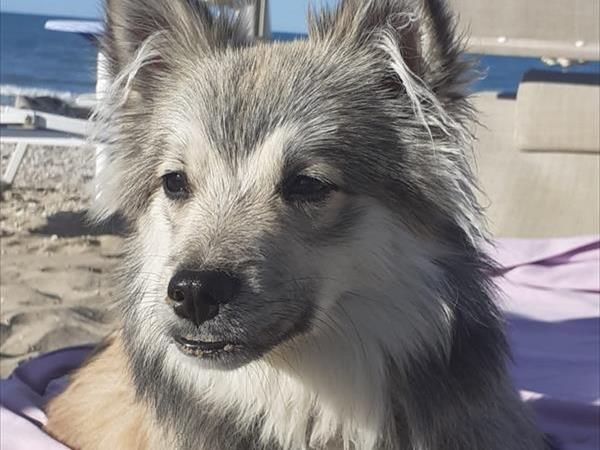 Pet Family Camping Cortina - foto 53891.jpg