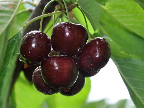 Agriturismo Serena - foto 53974.jpg