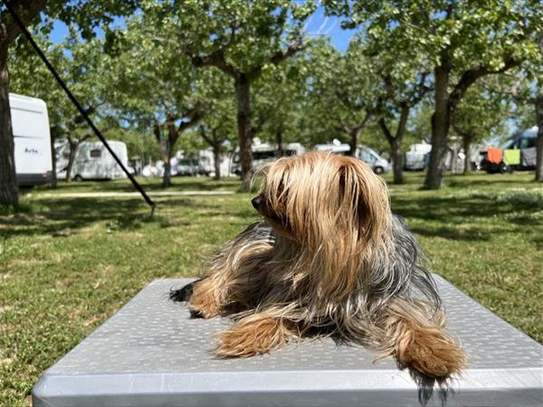 Camping Adria Riccione - foto 54124.jpg