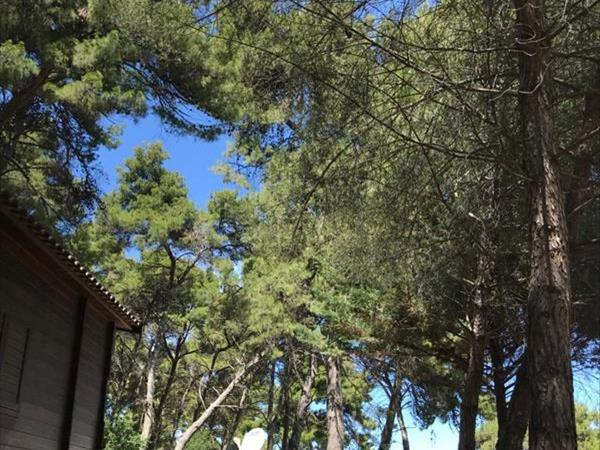 Camping Villaggio Internazionale - foto 55021.jpg