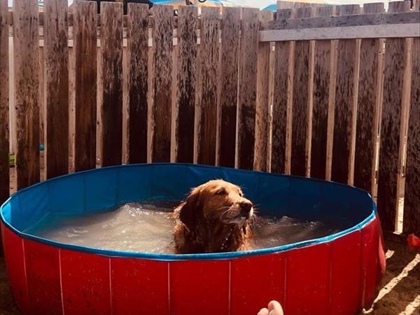 Rimini Dog No Problem - Bagno 81 Rimini - foto 55079.jpg