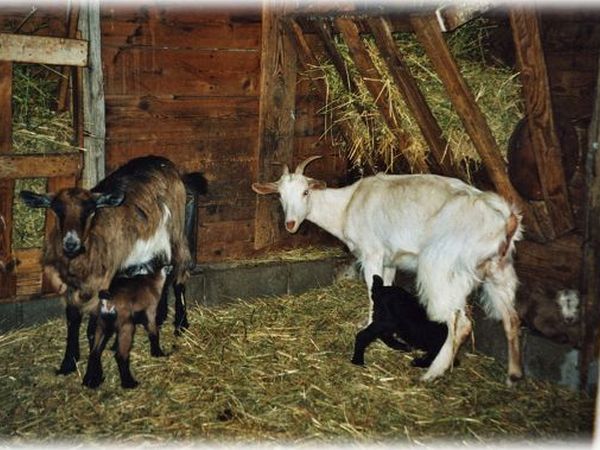 Affittacamere La Spiga - foto 907.jpg