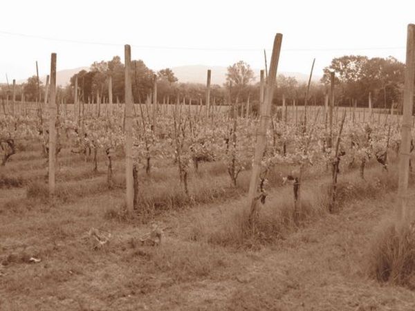 La Casarossa - foto 1092.jpg