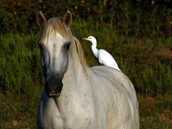 Club Village & Hotel Spiaggia Romea - foto 6761.jpg
