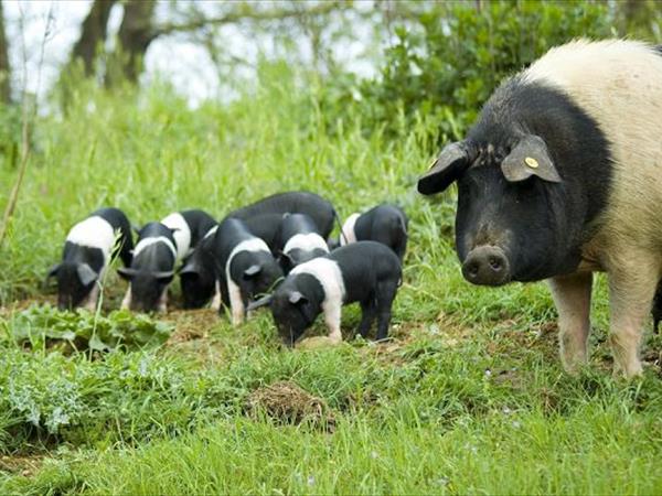 Agriturismo Tenuta di Paganico - foto 6939.jpg