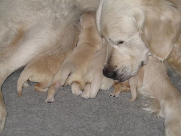 Agriturismo Delizia DEste  - foto 7432.jpg