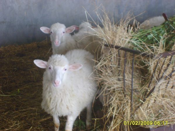 Agriturismo Su Bistentu - foto 7572.jpg