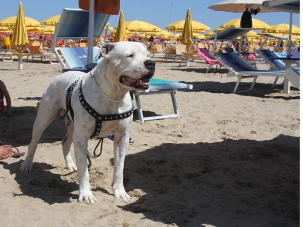 Spiaggia Beach 33 - foto 8135.jpg