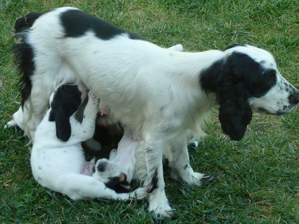 Agriturismo Il Corniolo - foto 8222.jpg