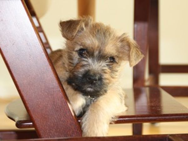 Agriturismo Il Corniolo - foto 8233.jpg