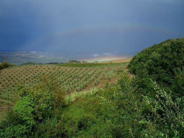 Agriturismo Podere Palazzone - foto 1677.jpg