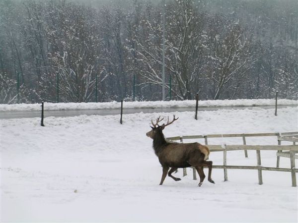 B&B il Rifugio nel parco - foto 2436.jpg